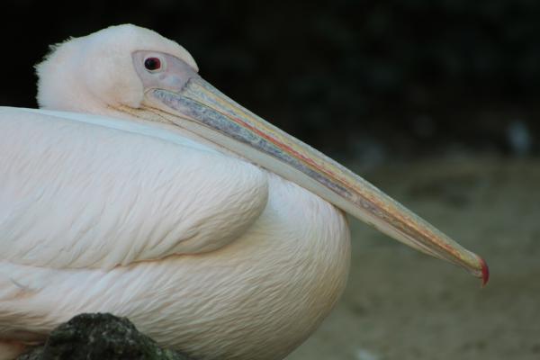 White Pelican