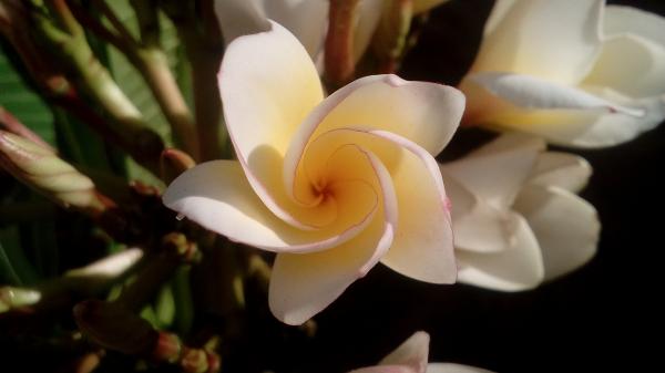 White Petal Flower
