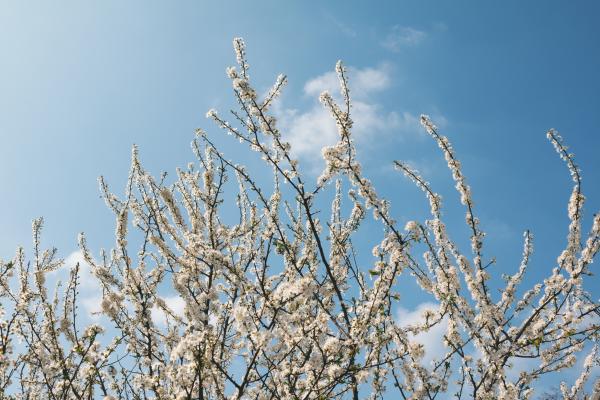 White Petal Flower during Day Time
