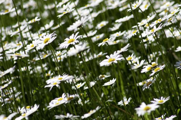 White Petaled Flower