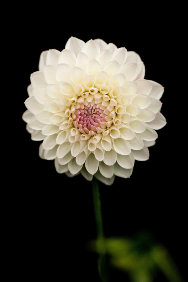 White Petaled Flower