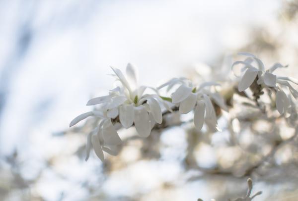 White Petaled Flower during Daytime