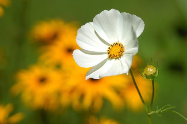 White Petaled Flower Near Yellow Petaled Flower