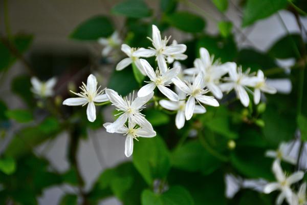 White Petaled Flowers