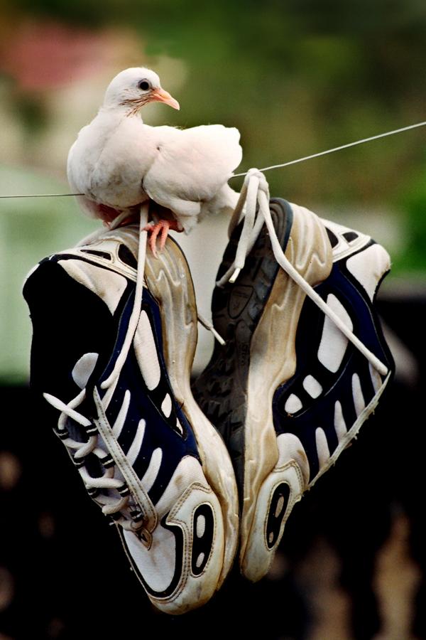 White pigeon and shoes