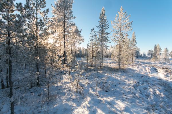 White Pine Trees