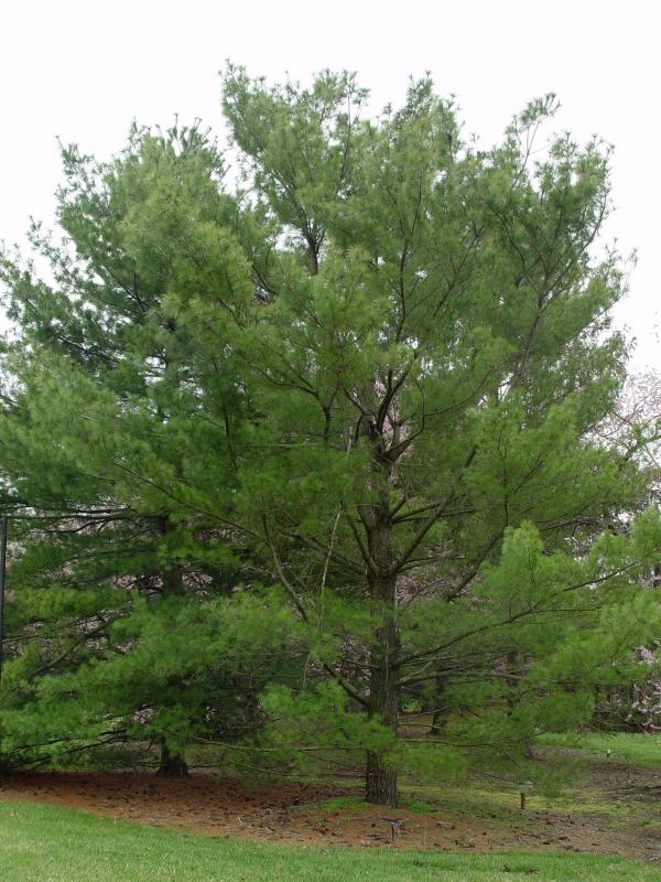 White Pine Trees