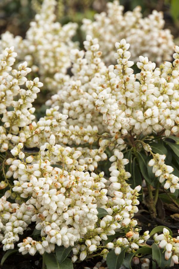 White Plants