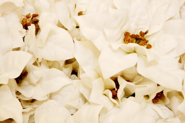White poinsettia
