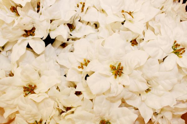 White poinsettia