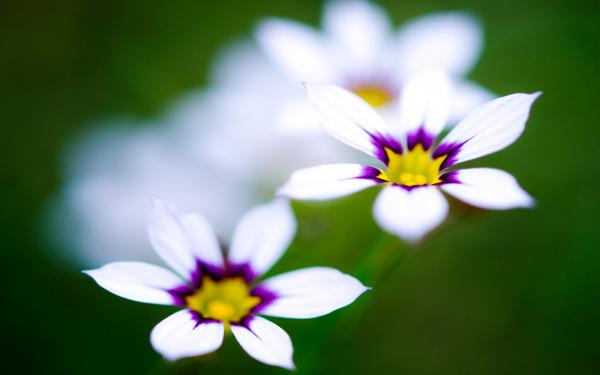 White Purple Flower