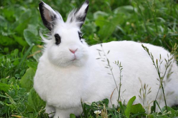 White rabbit