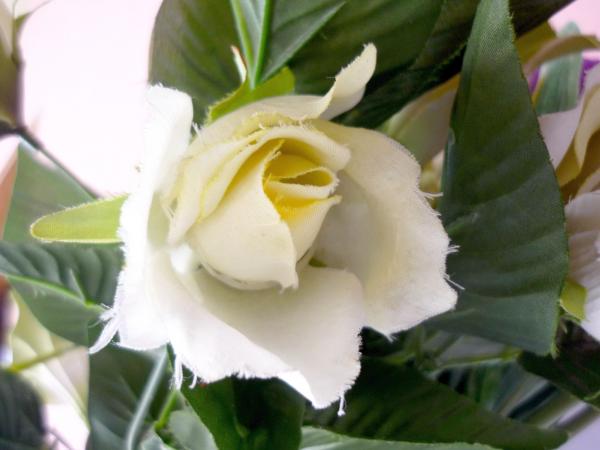 White Rose