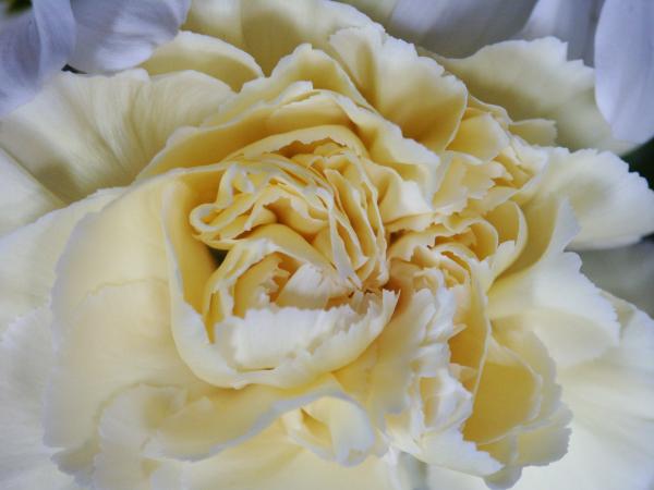 White Rose