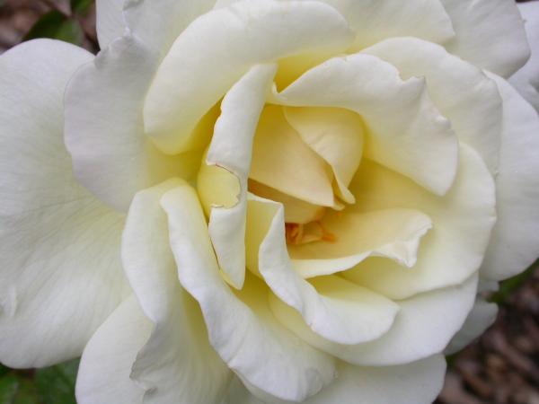 White rose