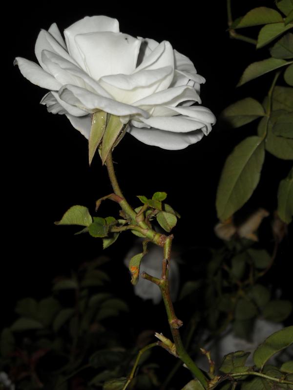 White rose