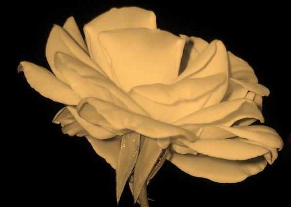 White rose
