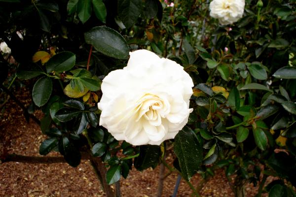 White Rose