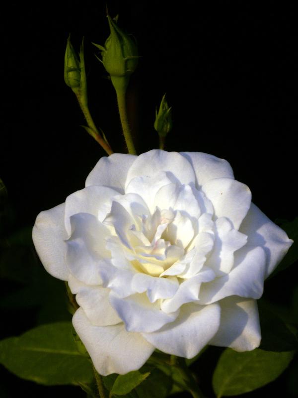White Rose with Buds