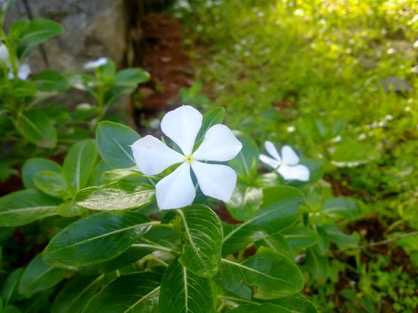 White Savam Nari Flower