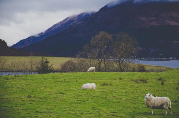 White Sheep on Green Grass Field