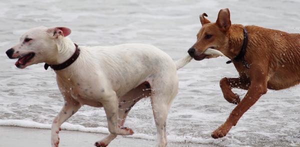 White Short Coat Dog