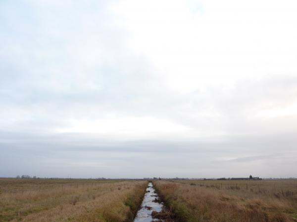White sky