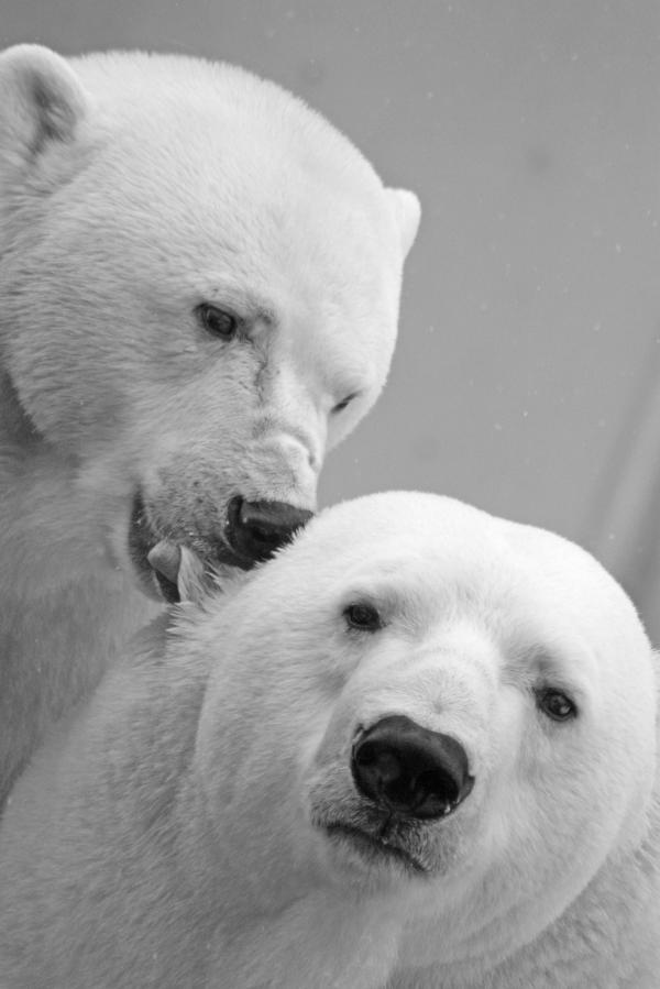 White Small Coat Polar Bear