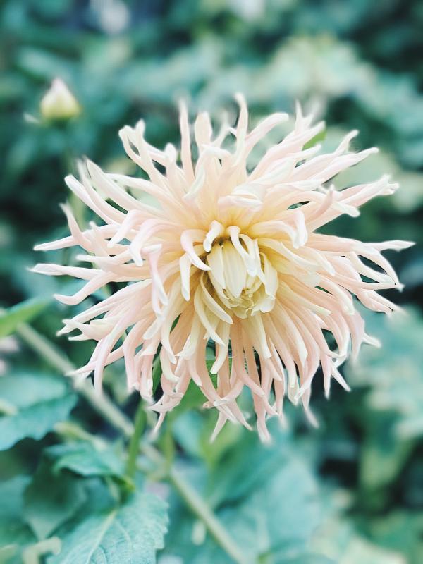 White Spider Mum Flower