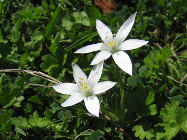 White spring flowers