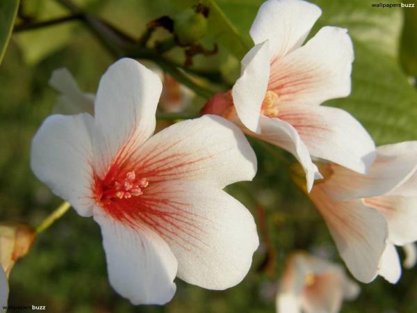 White spring flowers