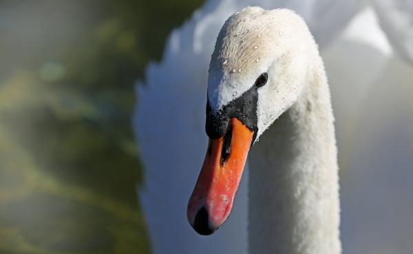 White Swan