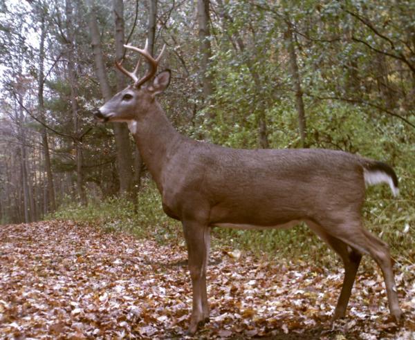 Wild Deer