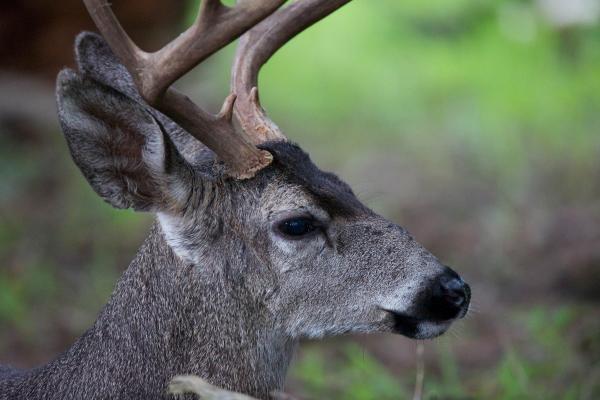 White Tailed Deer