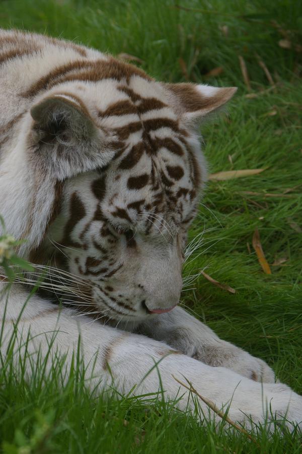 White tiger