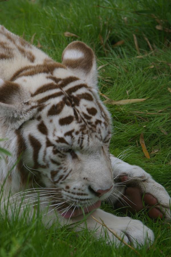 White tiger