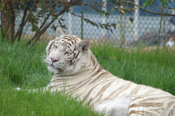 White tiger