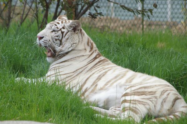 White tiger