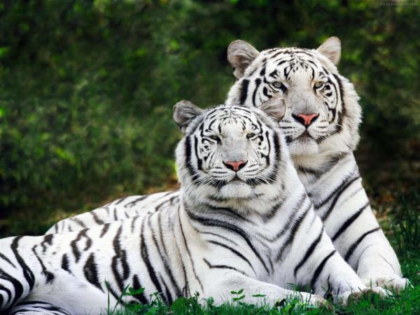 White Tiger Resting