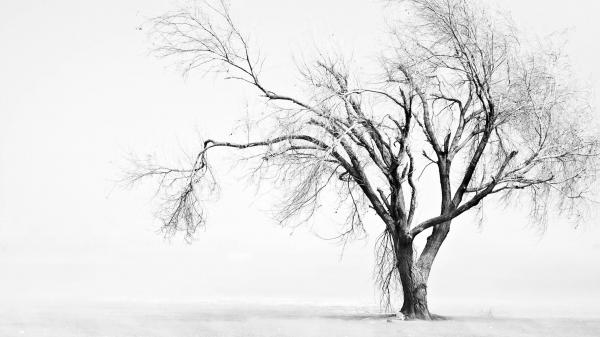 White tree