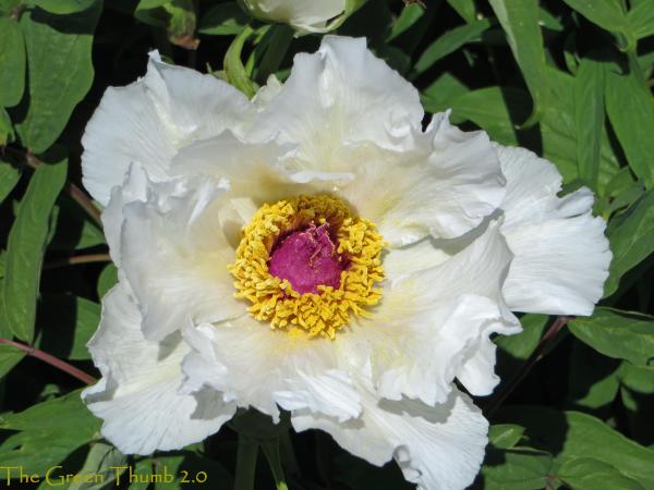 White Tree Peony