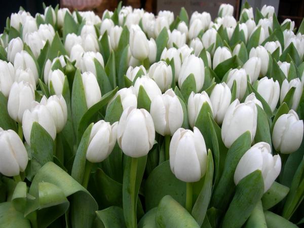 White Tulips