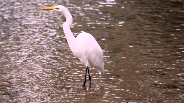 White Water Bird
