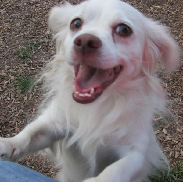 Whitey Dog