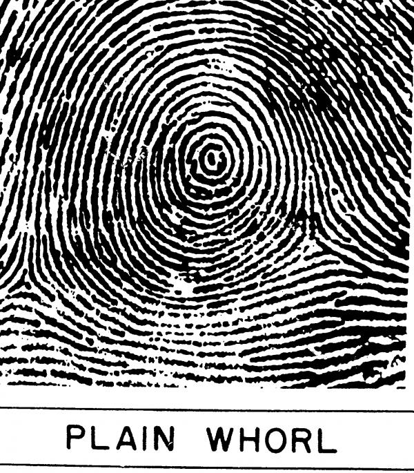 Whorl