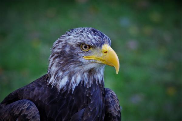 Wild Adler