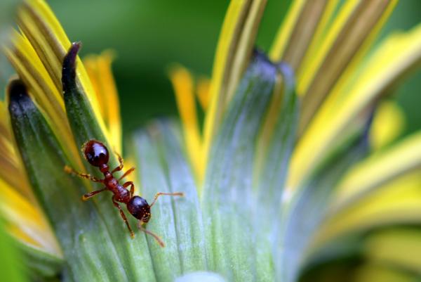 Wild Ant