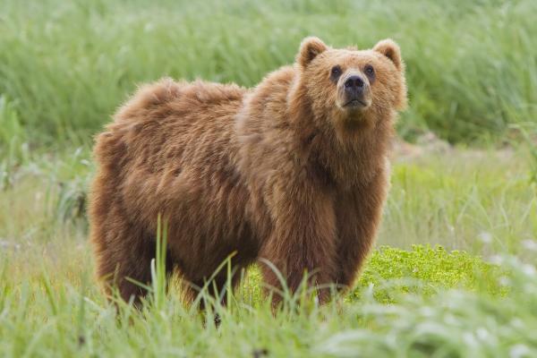 Wild Bear