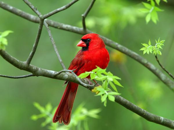 Wild Bird