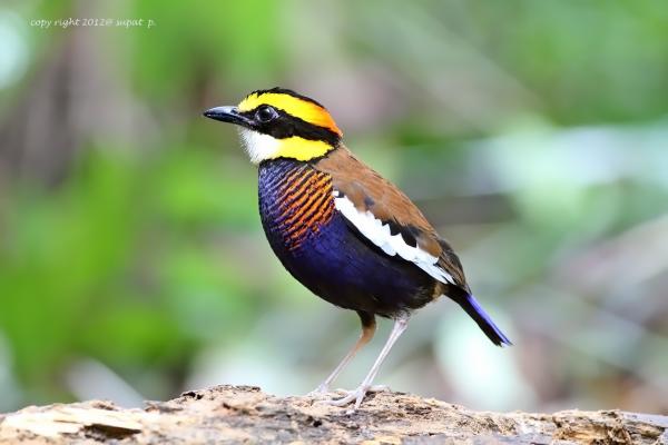 Wild Bird